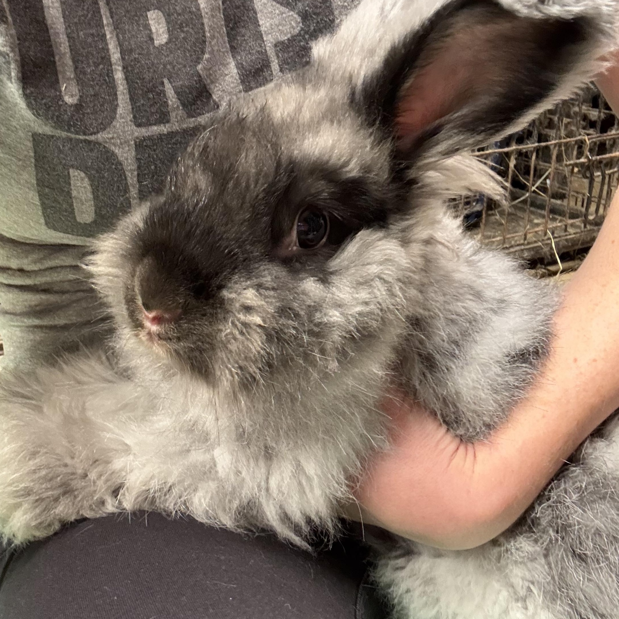 Fennec, Adoptable, Adult Female Angora Rabbit.