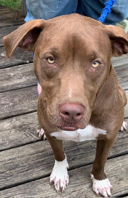 CLIFF - sweet, handsome boy, Adoptable, Adult Male Chocolate Labrador Retriever.