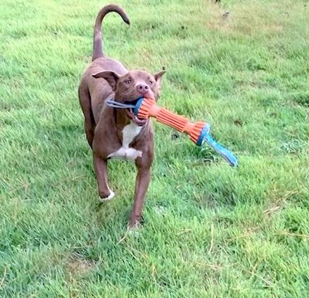 CLIFF - sweet, handsome boy