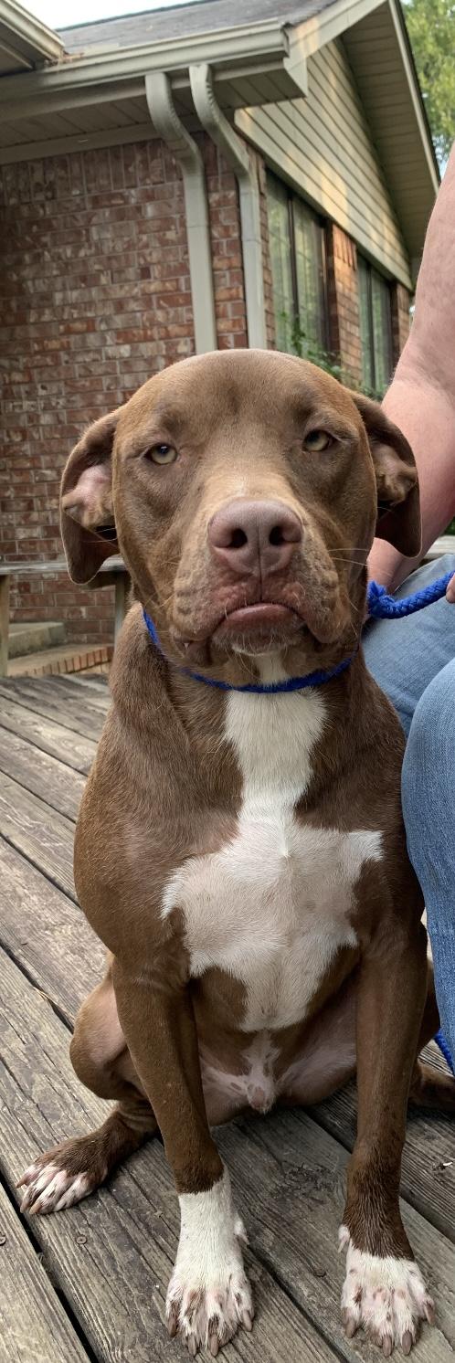 CLIFF - sweet, handsome boy