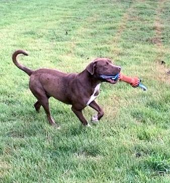 CLIFF - sweet, handsome boy