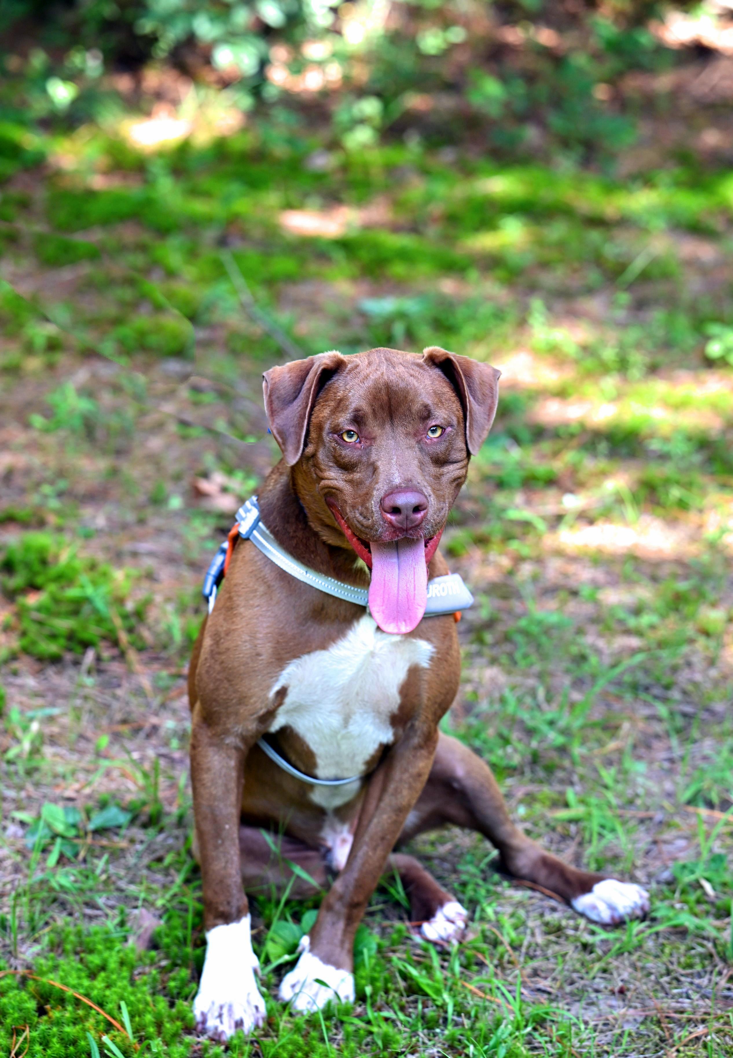 CLIFF - sweet, handsome boy