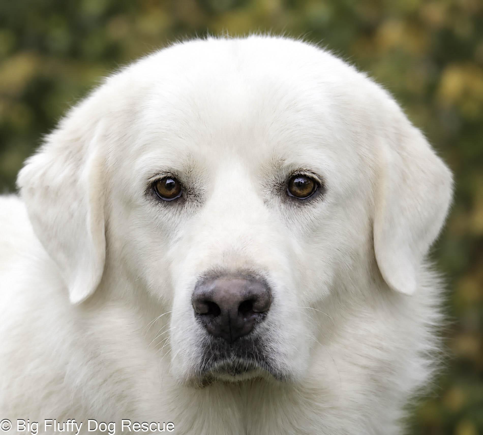 India, Adoptable, Adult Female Great Pyrenees.
