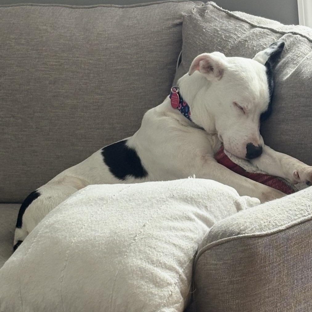 Enlarge Halo, a ADOPTABLE mixed breed in South Plainfield, NJ image 3/4