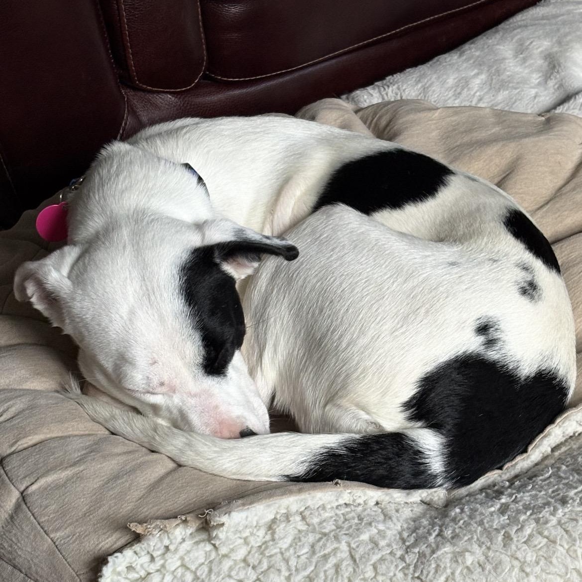 Enlarge Halo, a ADOPTABLE mixed breed in South Plainfield, NJ image 4/4