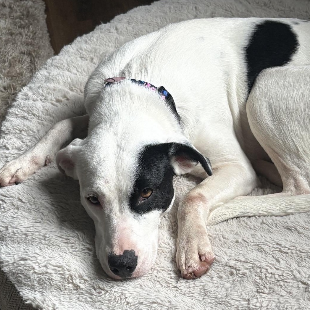 Enlarge Halo, a ADOPTABLE mixed breed in South Plainfield, NJ image 2/4