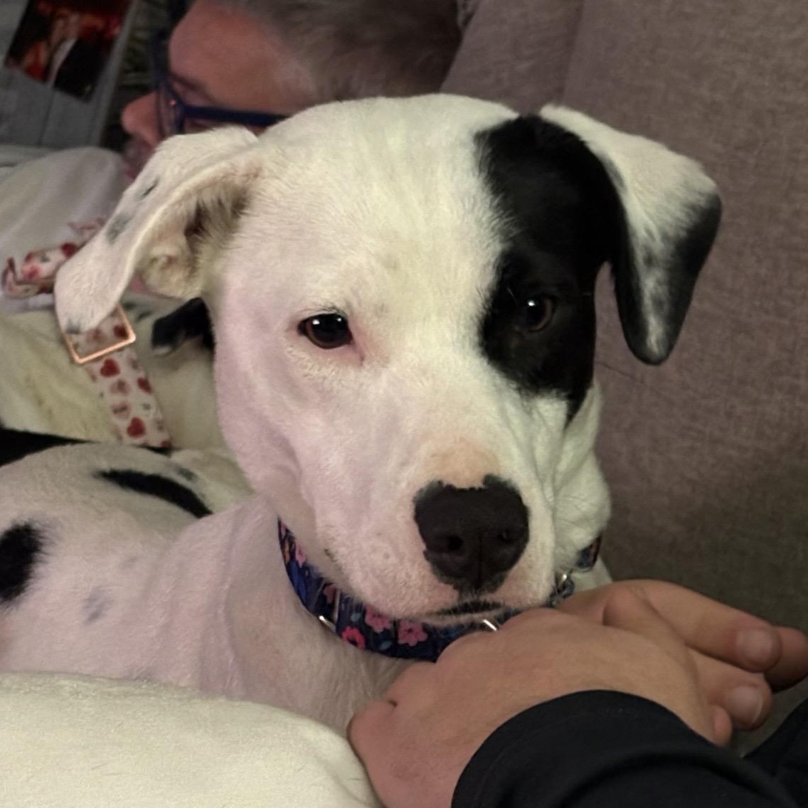 Enlarge Halo, a ADOPTABLE mixed breed in South Plainfield, NJ image 1/4