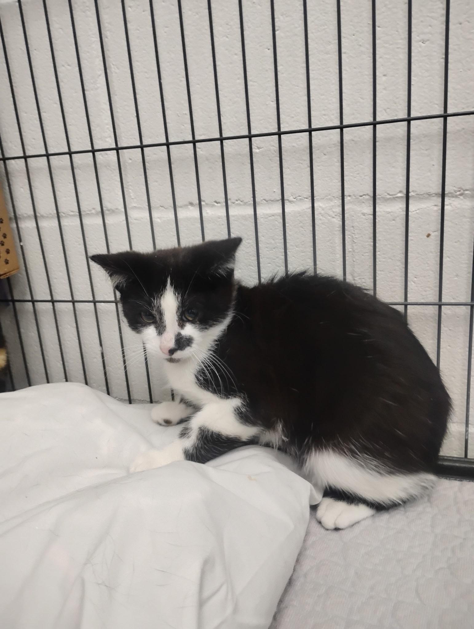 Enlarge Topaz FCC#355, a Adoptable Domestic Short Hair in Barnwell, SC image 1/1