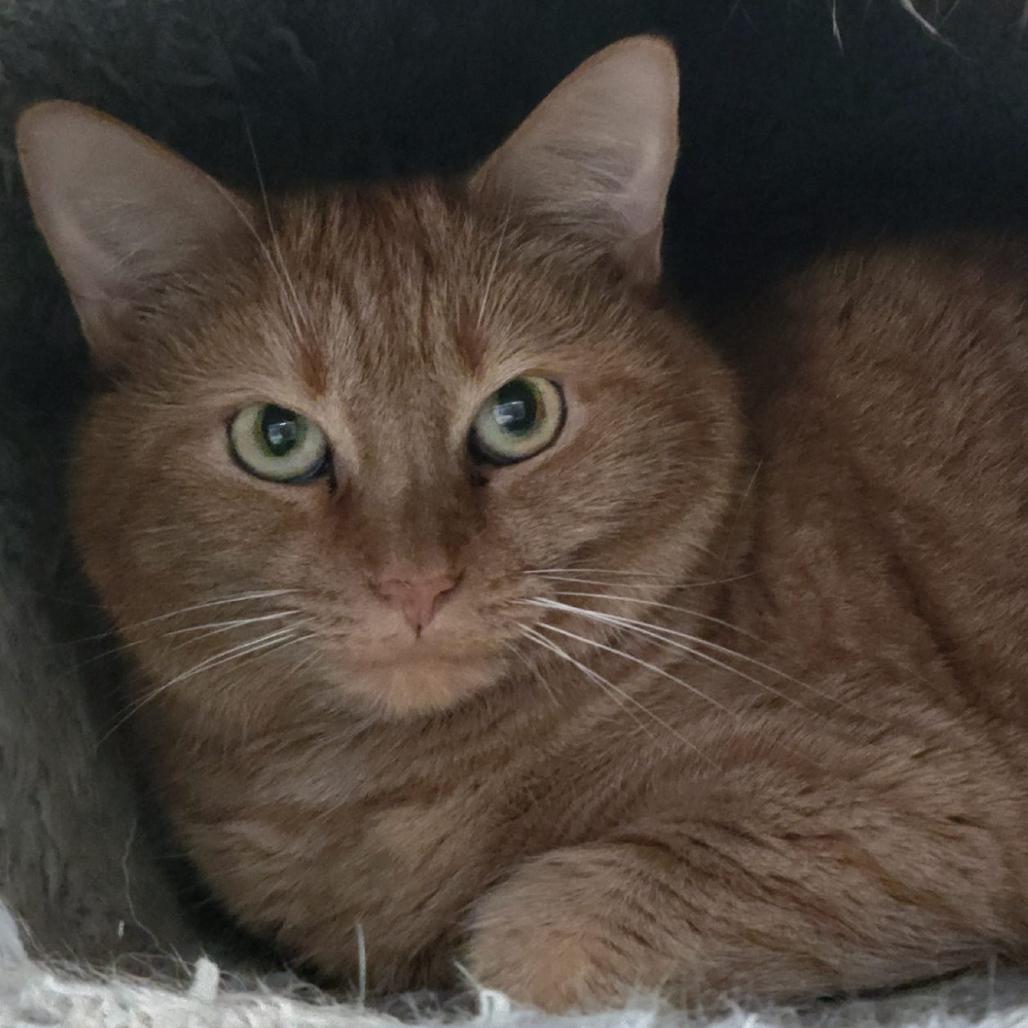 Enlarge 19-215 Ginger, a Adoptable Domestic Short Hair in North Branford, CT image 1/1