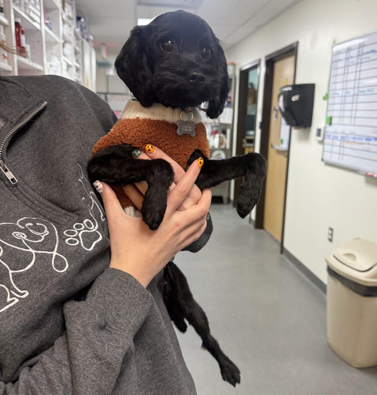 Alexa / 61981463, Adoptable, Adult Female Shih Tzu.