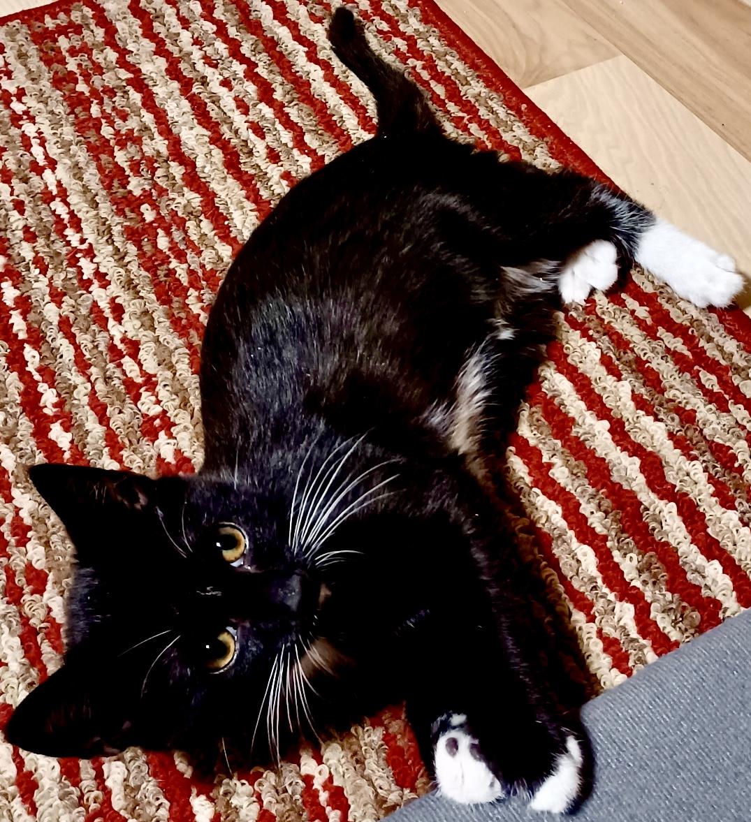 Barbie, an adopted Domestic Short Hair in Fayetteville, NC image 1/6