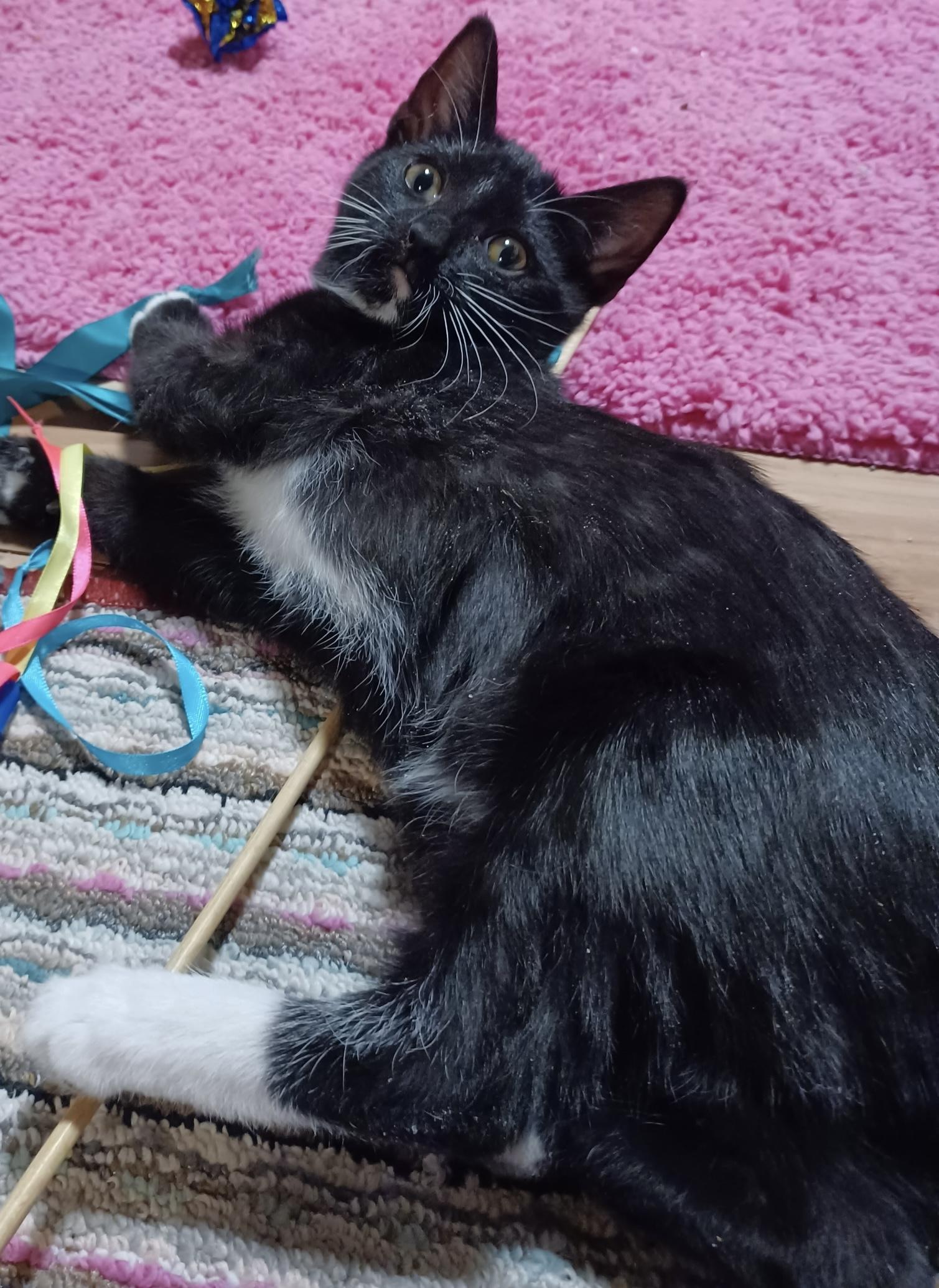 Barbie, an adopted Domestic Short Hair in Fayetteville, NC image 6/6