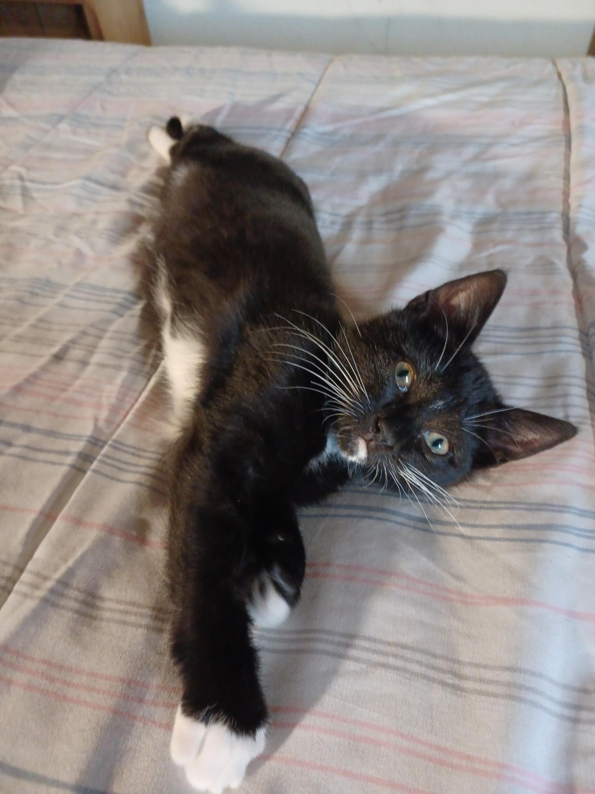 Barbie, an adopted Domestic Short Hair in Fayetteville, NC image 3/6