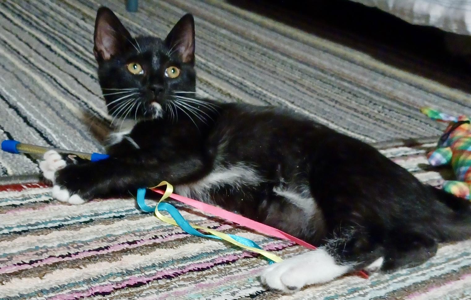 Barbie, an adopted Domestic Short Hair in Fayetteville, NC image 5/6