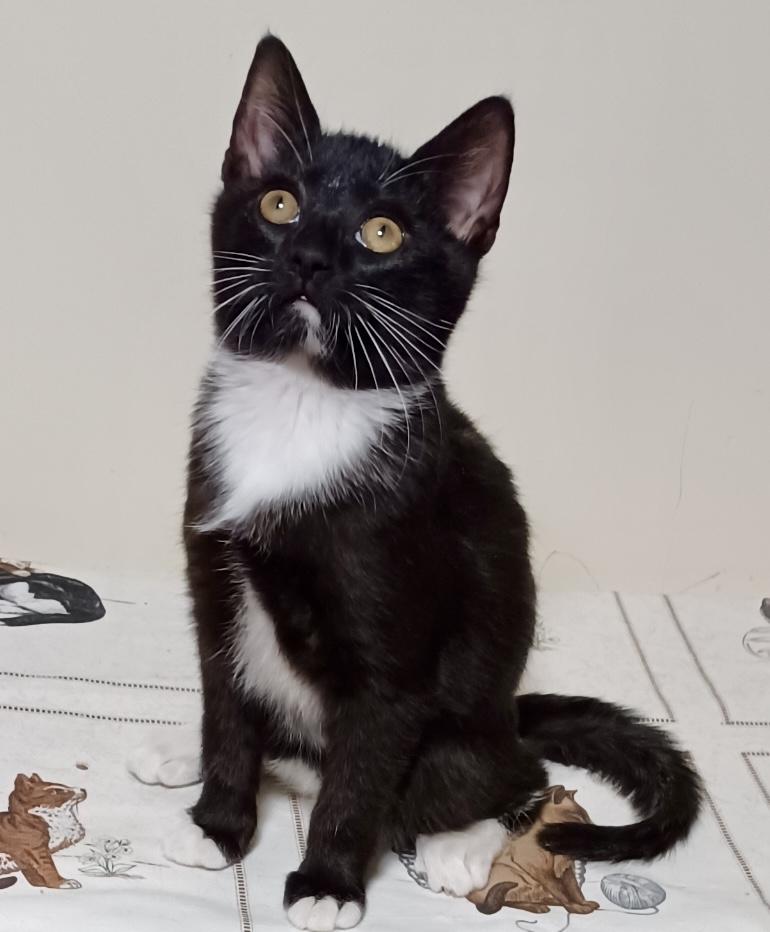 Barbie, an adopted Domestic Short Hair in Fayetteville, NC image 2/6