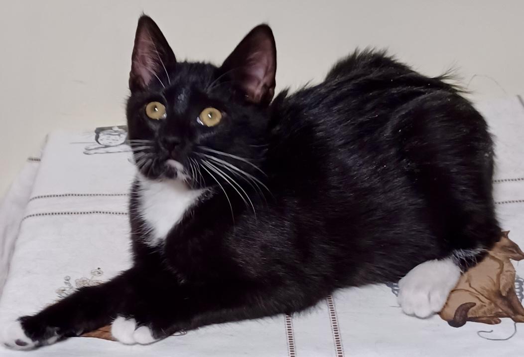 Barbie, an adopted Domestic Short Hair in Fayetteville, NC image 4/6