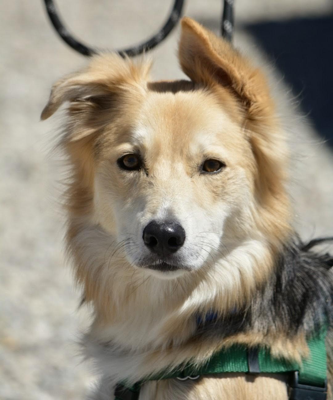 Jam, a ADOPTABLE mixed breed in Pinedale, WY image 2/6