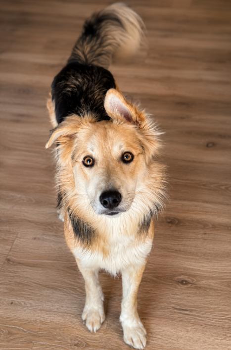 Jam, ADOPTABLE, Adult Male Australian Shepherd.