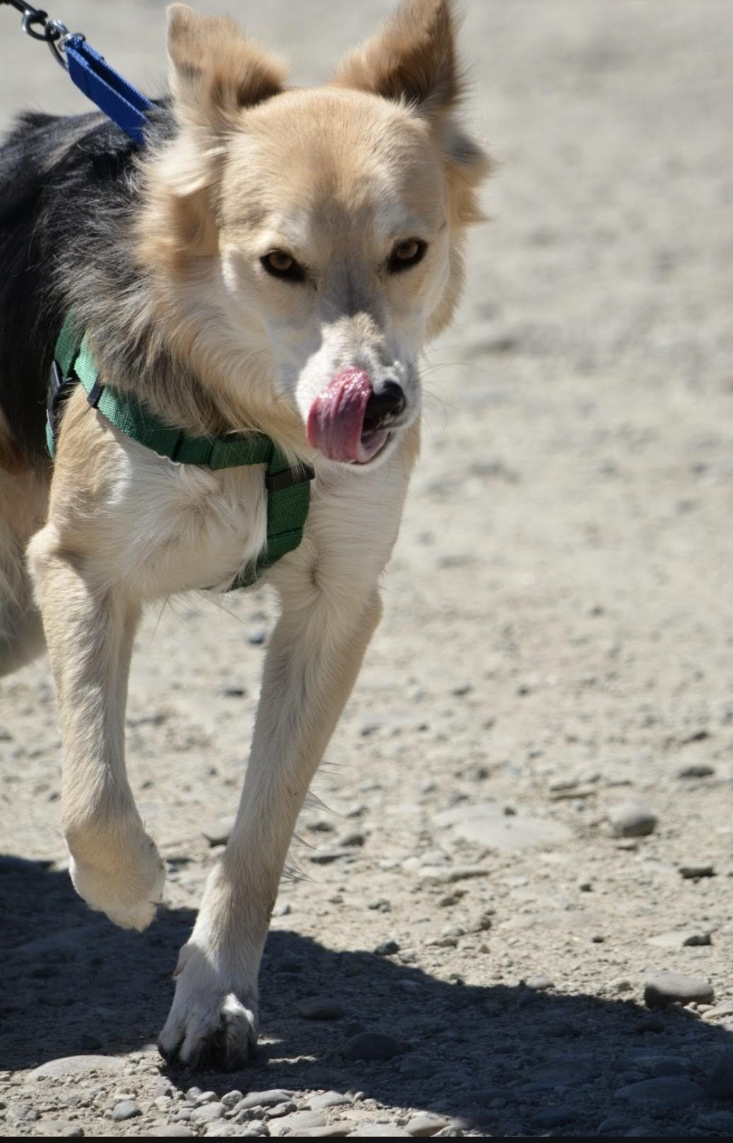 Jam, a ADOPTABLE mixed breed in Pinedale, WY image 6/6
