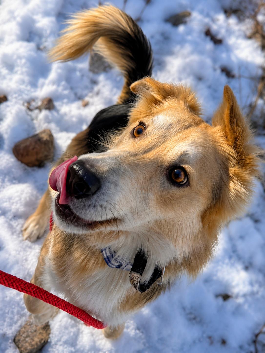 Jam, a ADOPTABLE mixed breed in Pinedale, WY image 3/5