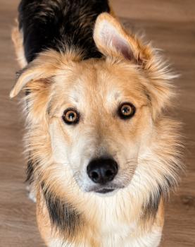 Jam, a ADOPTABLE mixed breed in Pinedale, WY image 5/5