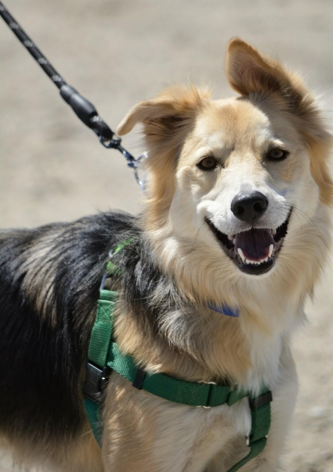 Jam, ADOPTABLE, Adult Male Australian Shepherd.