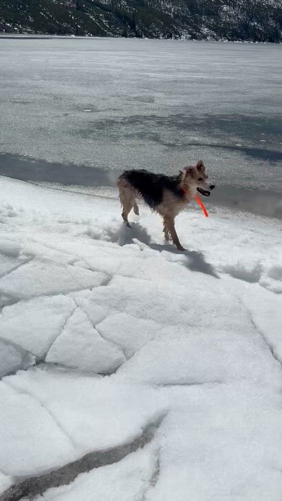 Enlarge Jam, a ADOPTABLE mixed breed in Pinedale, WY video 4/5