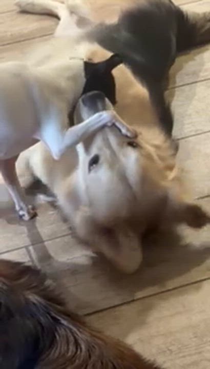 Enlarge Jam, a ADOPTABLE mixed breed in Pinedale, WY video 2/5