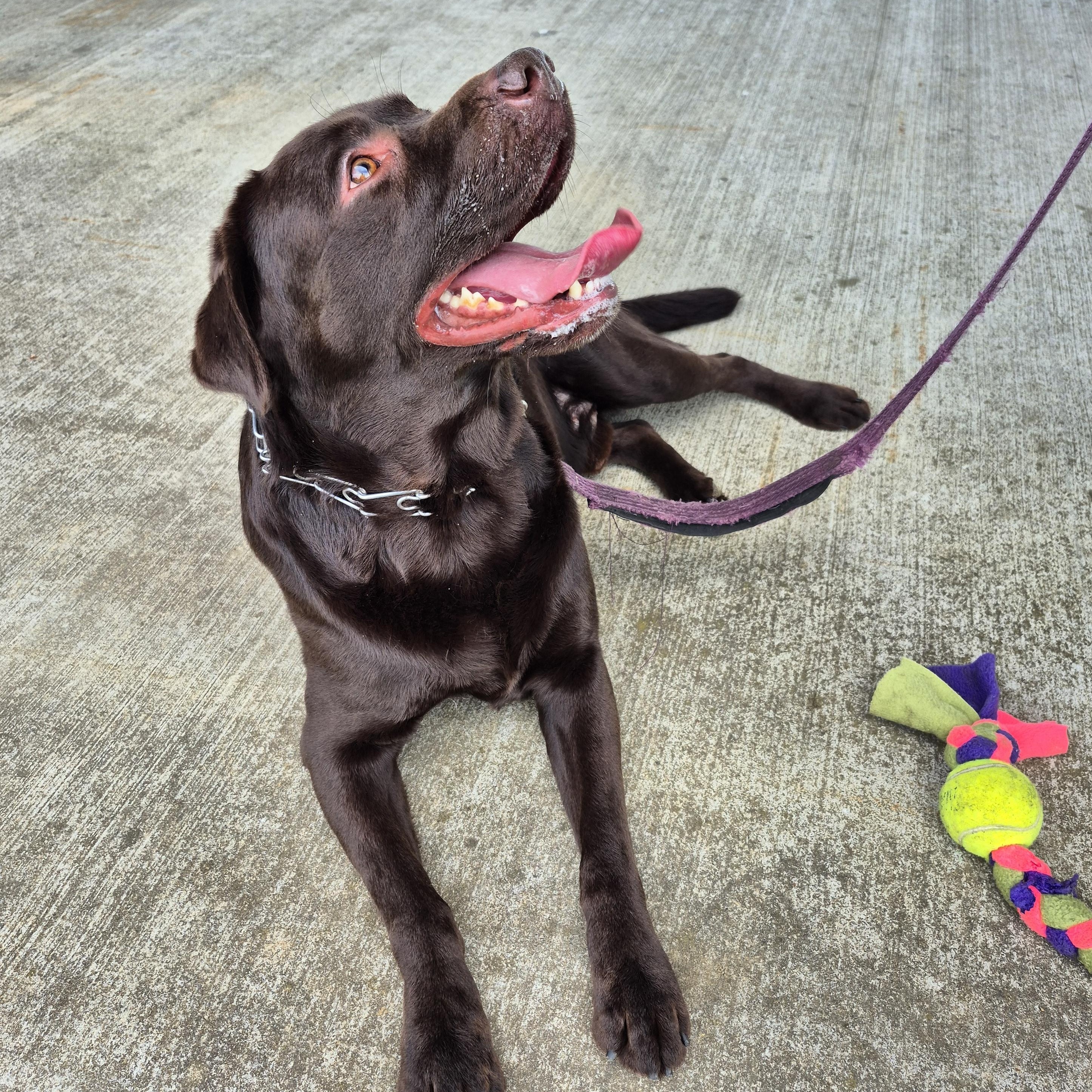 Enlarge Jackson, an adopted Labrador Retriever in Warrington, PA image 5/5