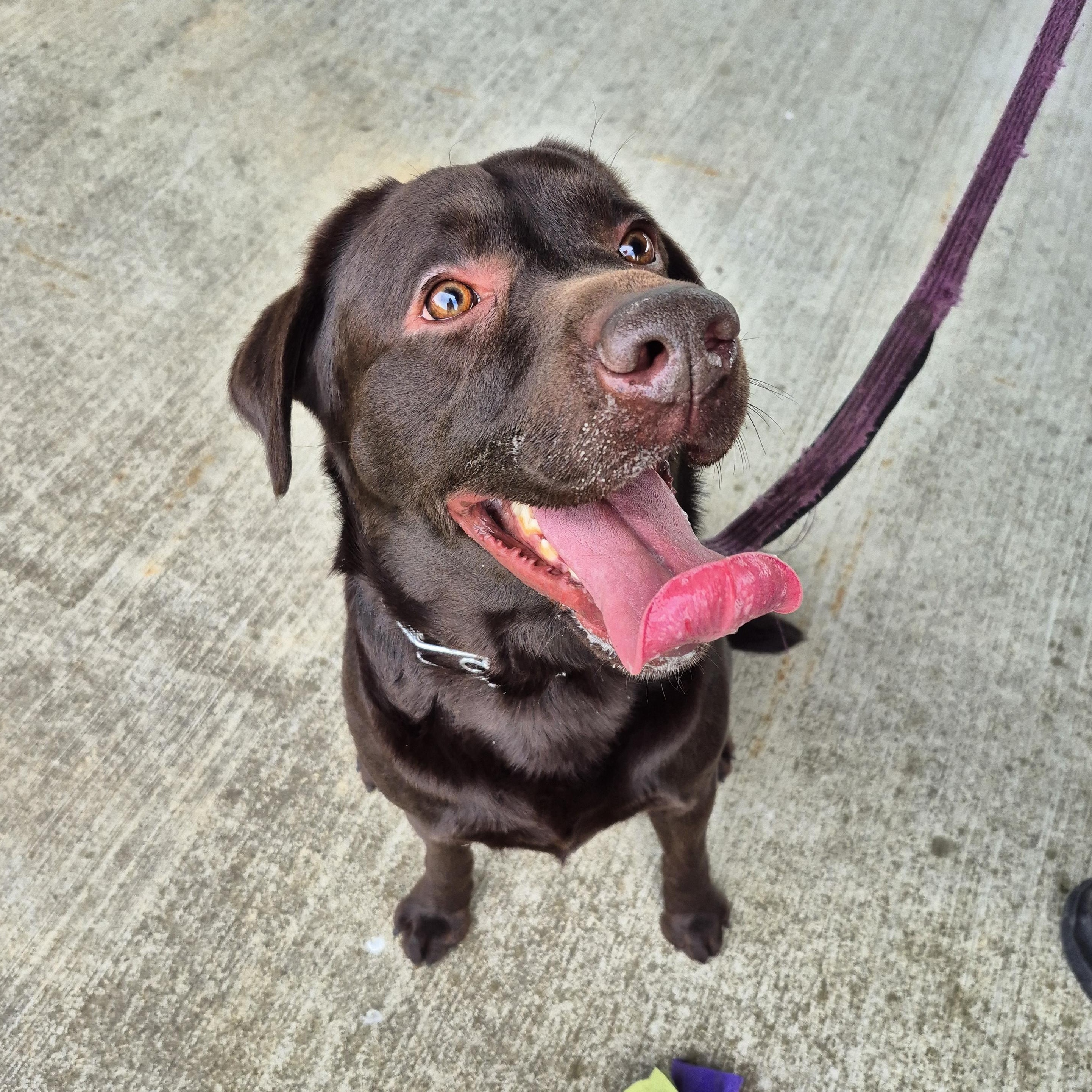 Enlarge Jackson, an adopted Labrador Retriever in Warrington, PA image 2/5