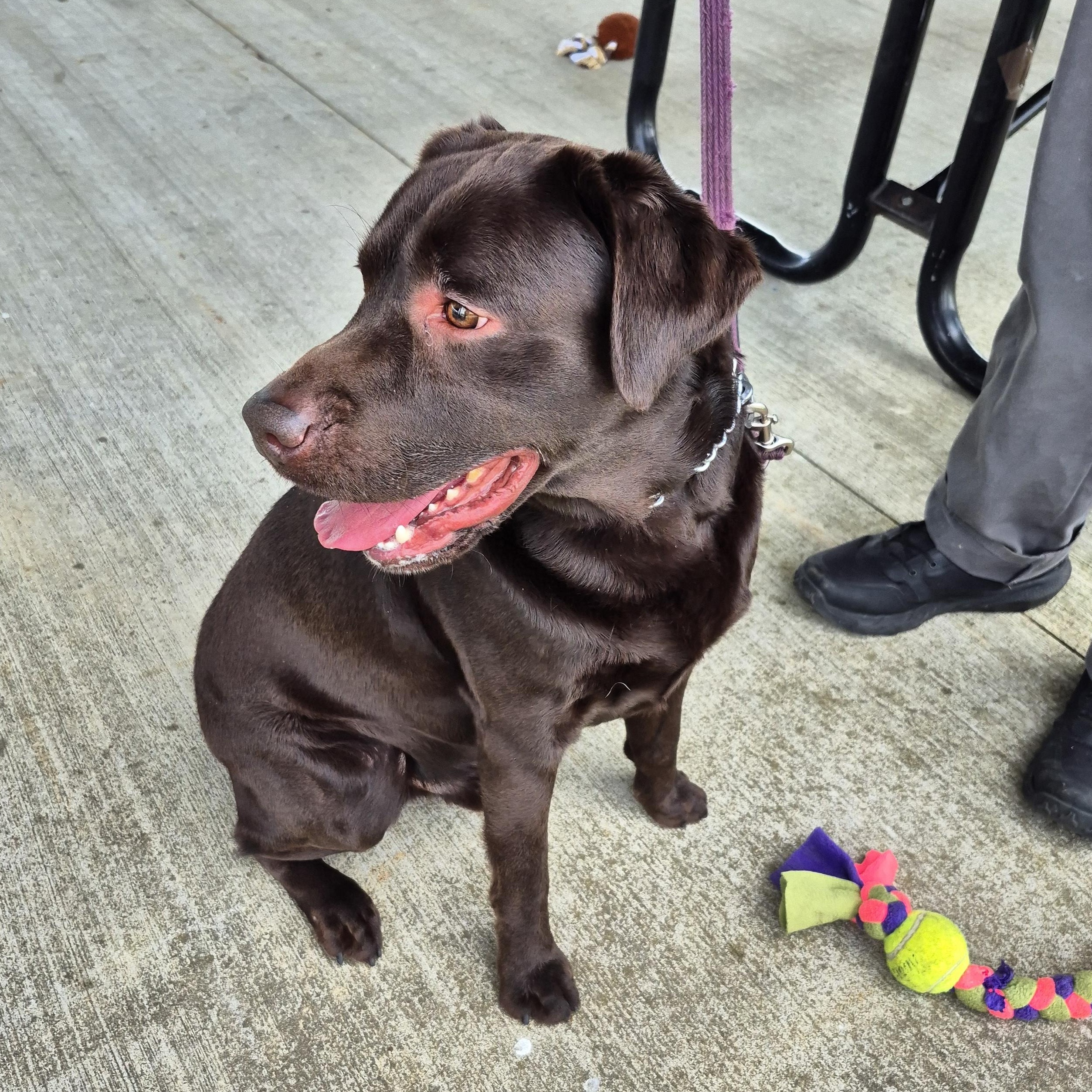 Enlarge Jackson, an adopted Labrador Retriever in Warrington, PA image 3/5