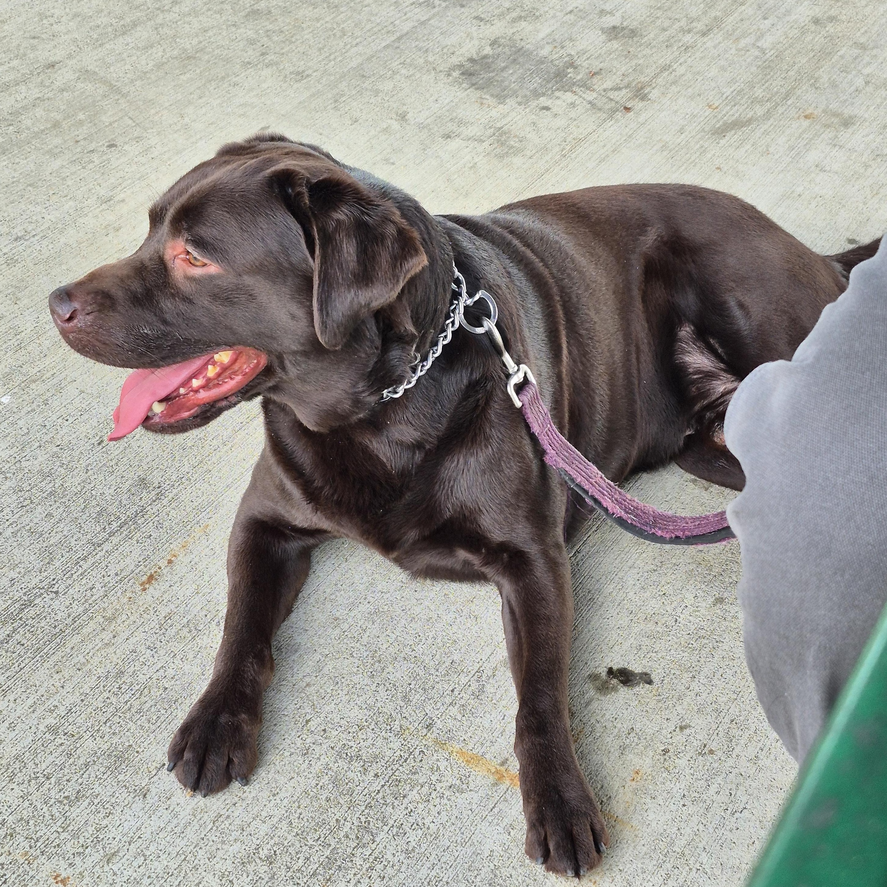 Enlarge Jackson, an adopted Labrador Retriever in Warrington, PA image 4/5