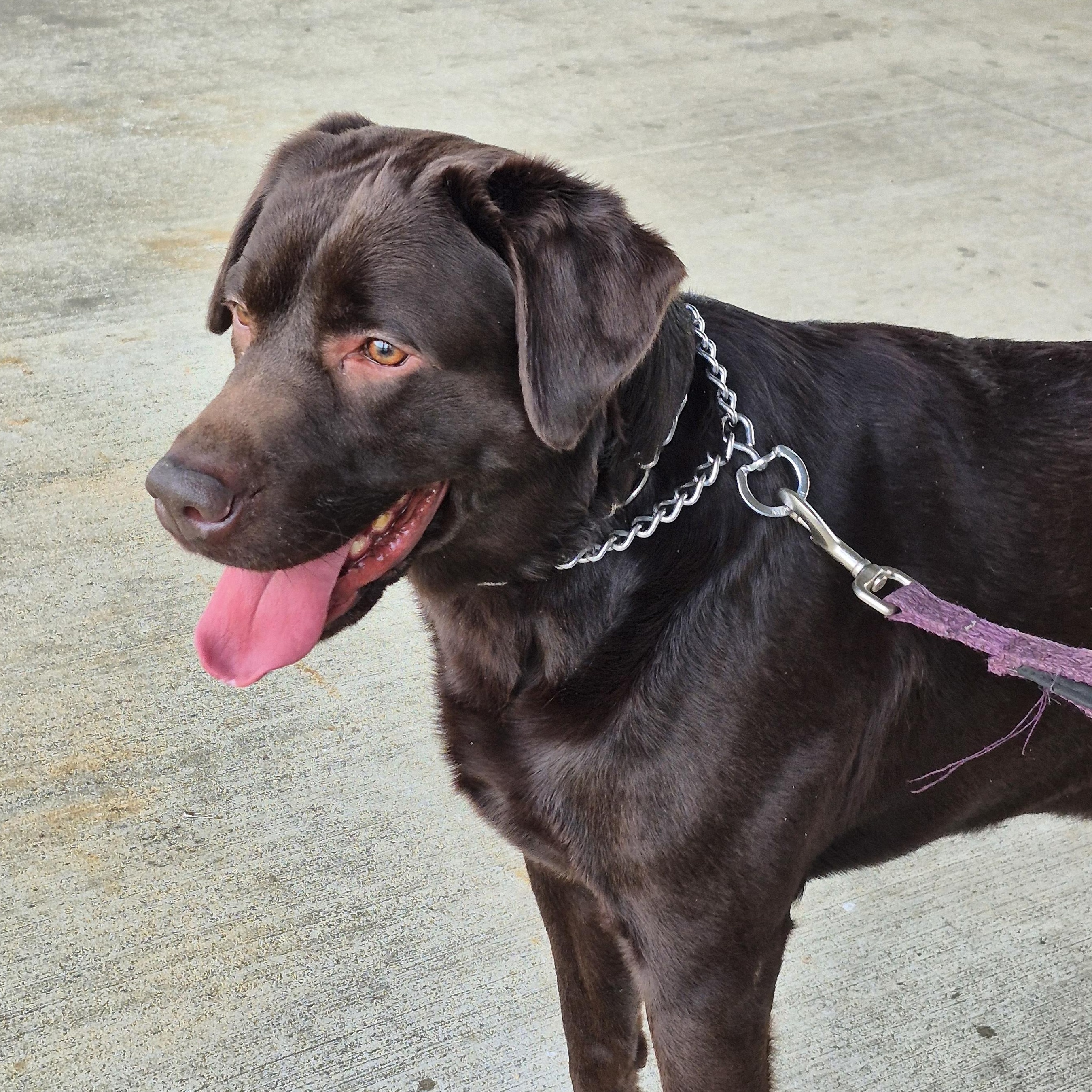Jackson, adopted, Adult Male Labrador Retriever.