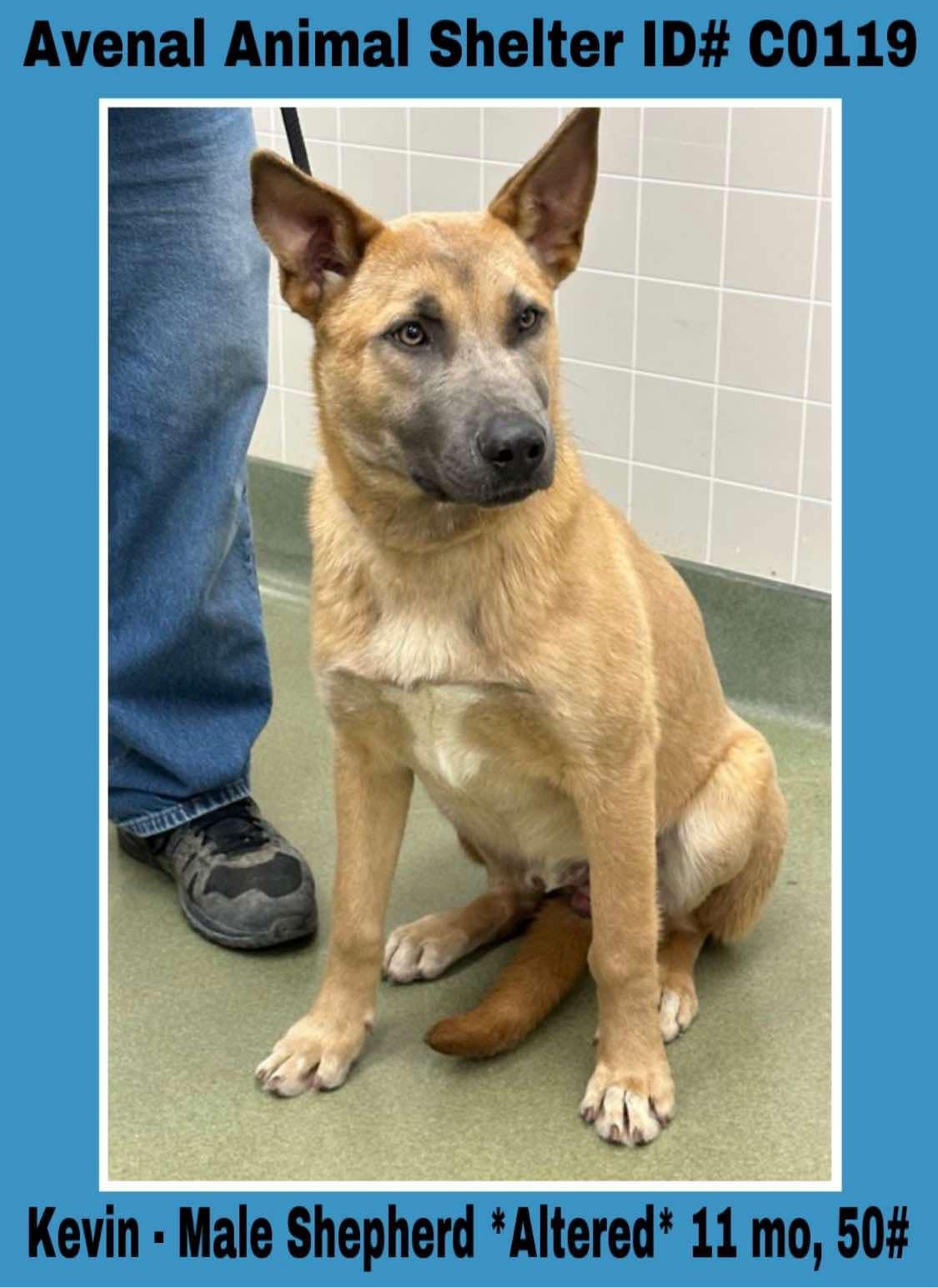 Enlarge Kevin, a Adoptable Shepherd in Avenal, CA image 1/1