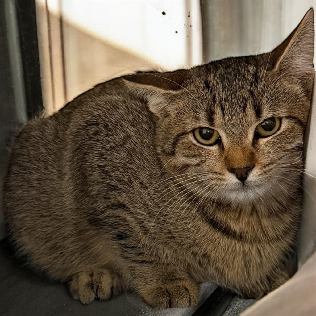 Destin, Adoptable, Kitten Male Domestic Short Hair.
