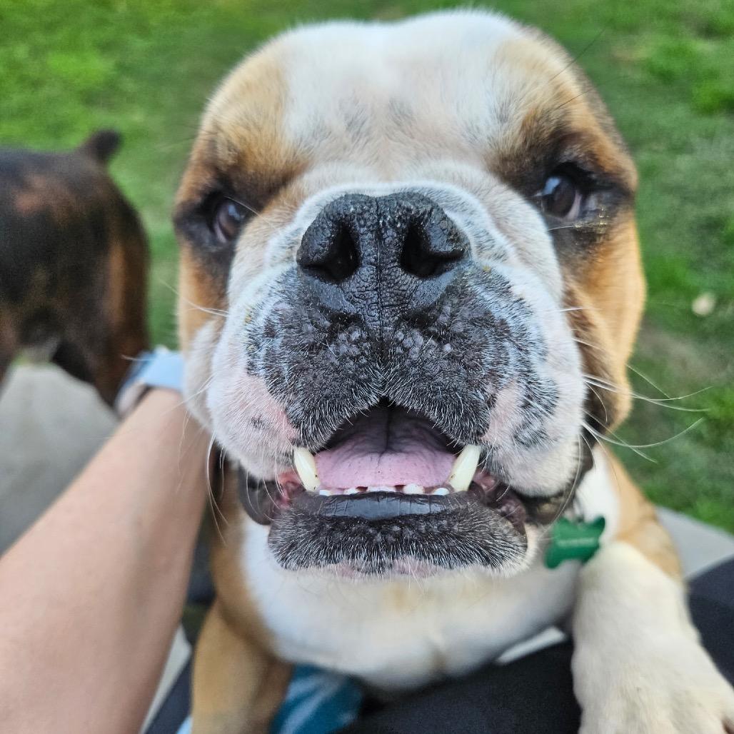 King K. Rool (Benefactor Dog)