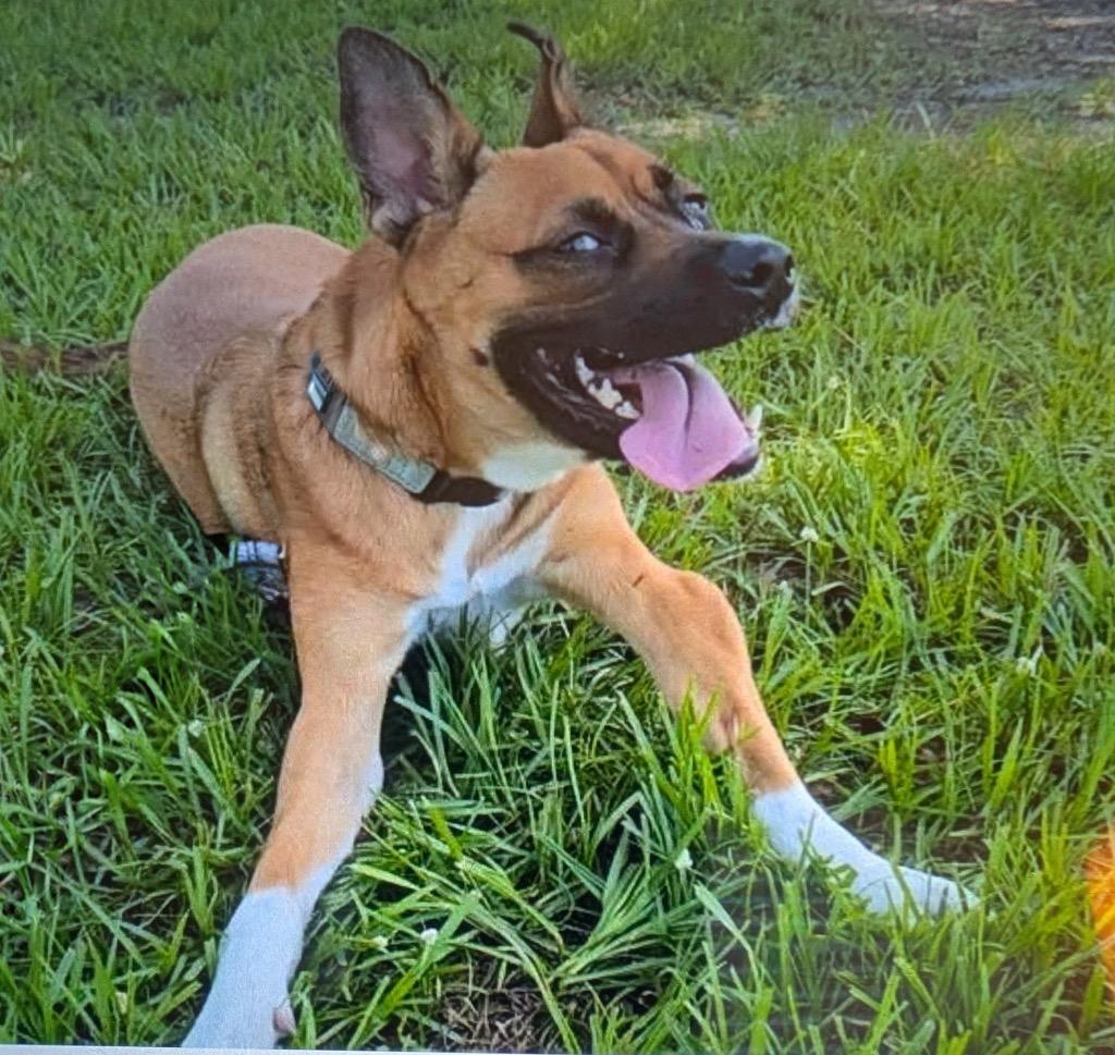 Enlarge Lucy - Adoption Fee Sponsored For A Very Special Girl, a Adoptable mixed breed in Fort Myers, FL image 1/5