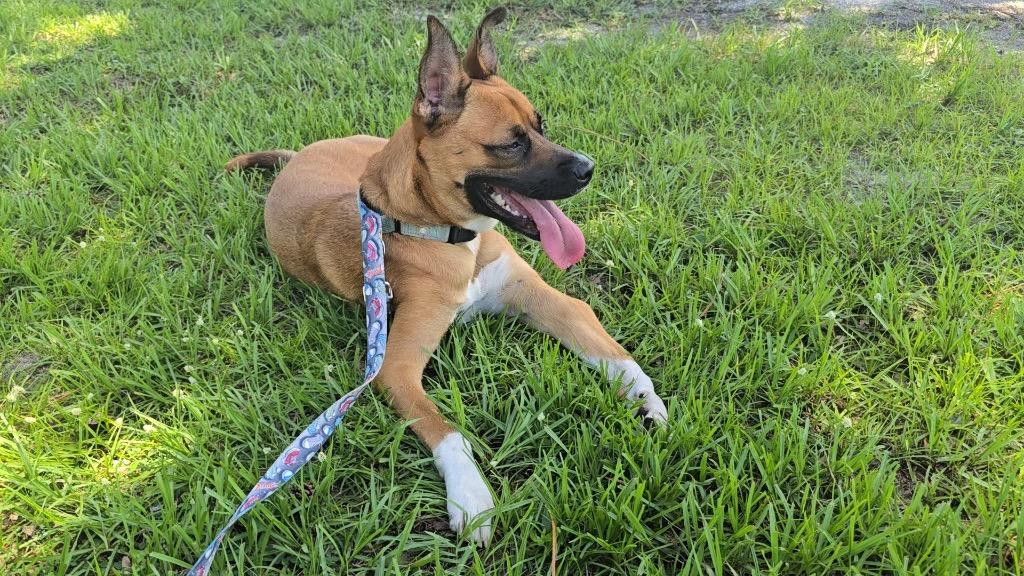 Enlarge Lucy - Adoption Fee Sponsored For A Very Special Girl, a Adoptable mixed breed in Fort Myers, FL image 2/5