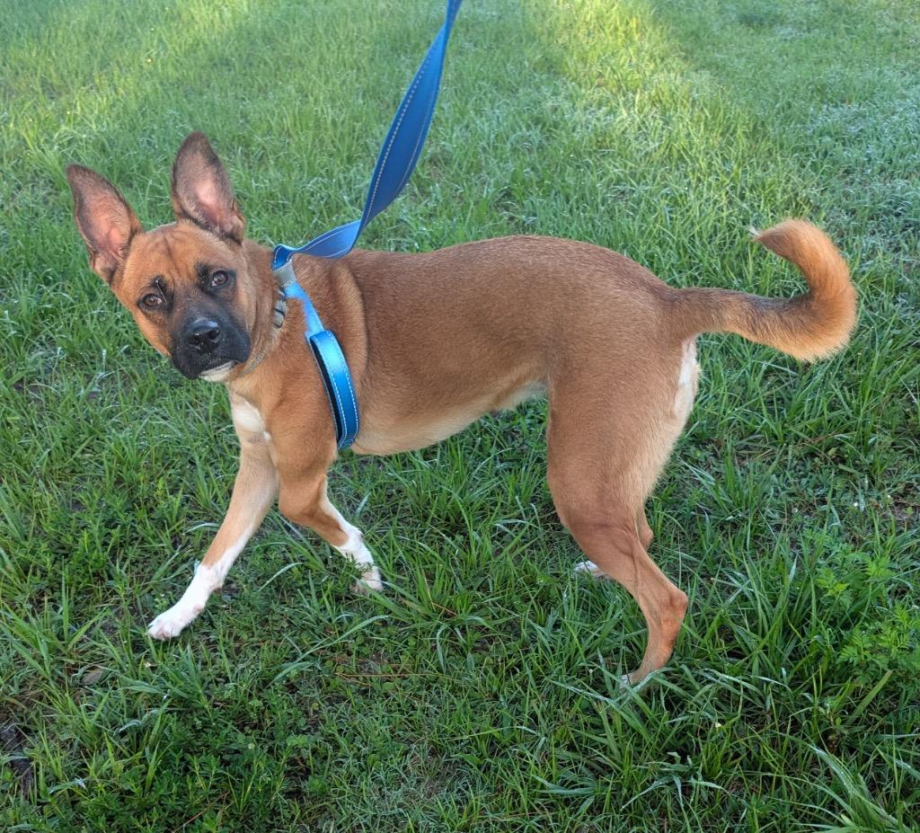 Enlarge Lucy - Adoption Fee Sponsored For A Very Special Girl, a Adoptable mixed breed in Fort Myers, FL image 3/5