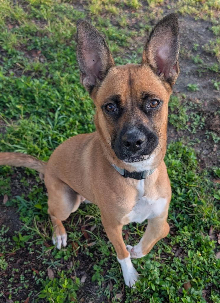 Enlarge Lucy - Adoption Fee Sponsored For A Very Special Girl, a Adoptable mixed breed in Fort Myers, FL image 4/5