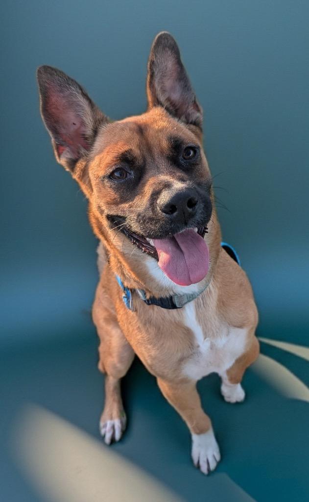 Enlarge Lucy - Adoption Fee Sponsored For A Very Special Girl, a Adoptable mixed breed in Fort Myers, FL image 5/5