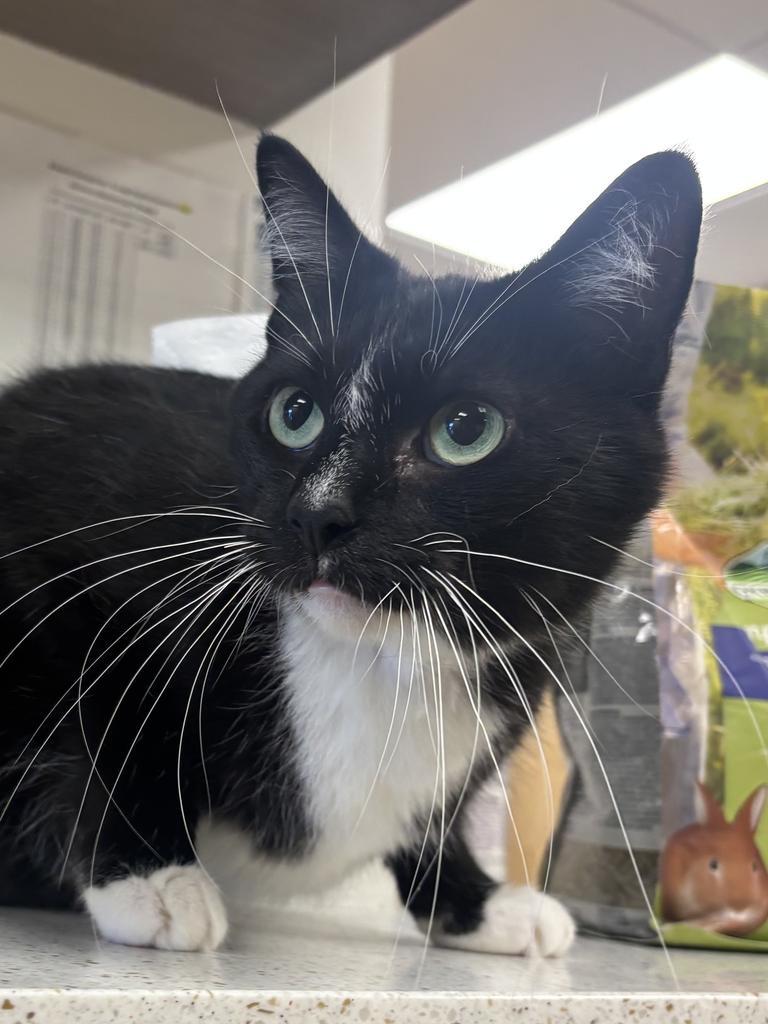 Zoloft, Adoptable, Adult Male Domestic Short Hair.