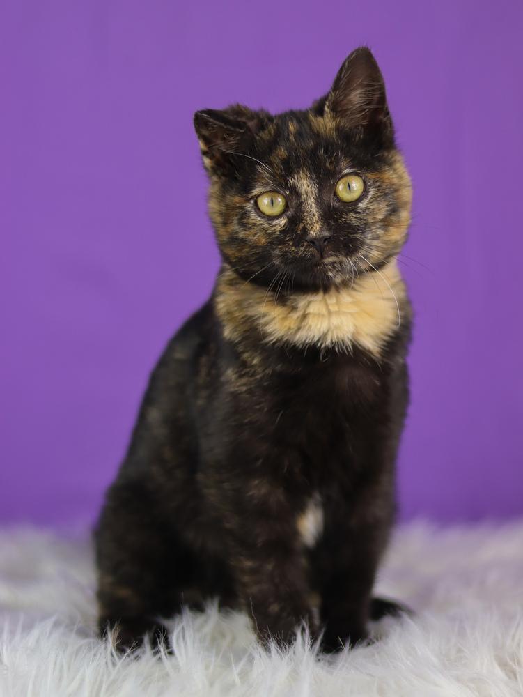 Gemma, Adoptable, Kitten Female Domestic Short Hair.