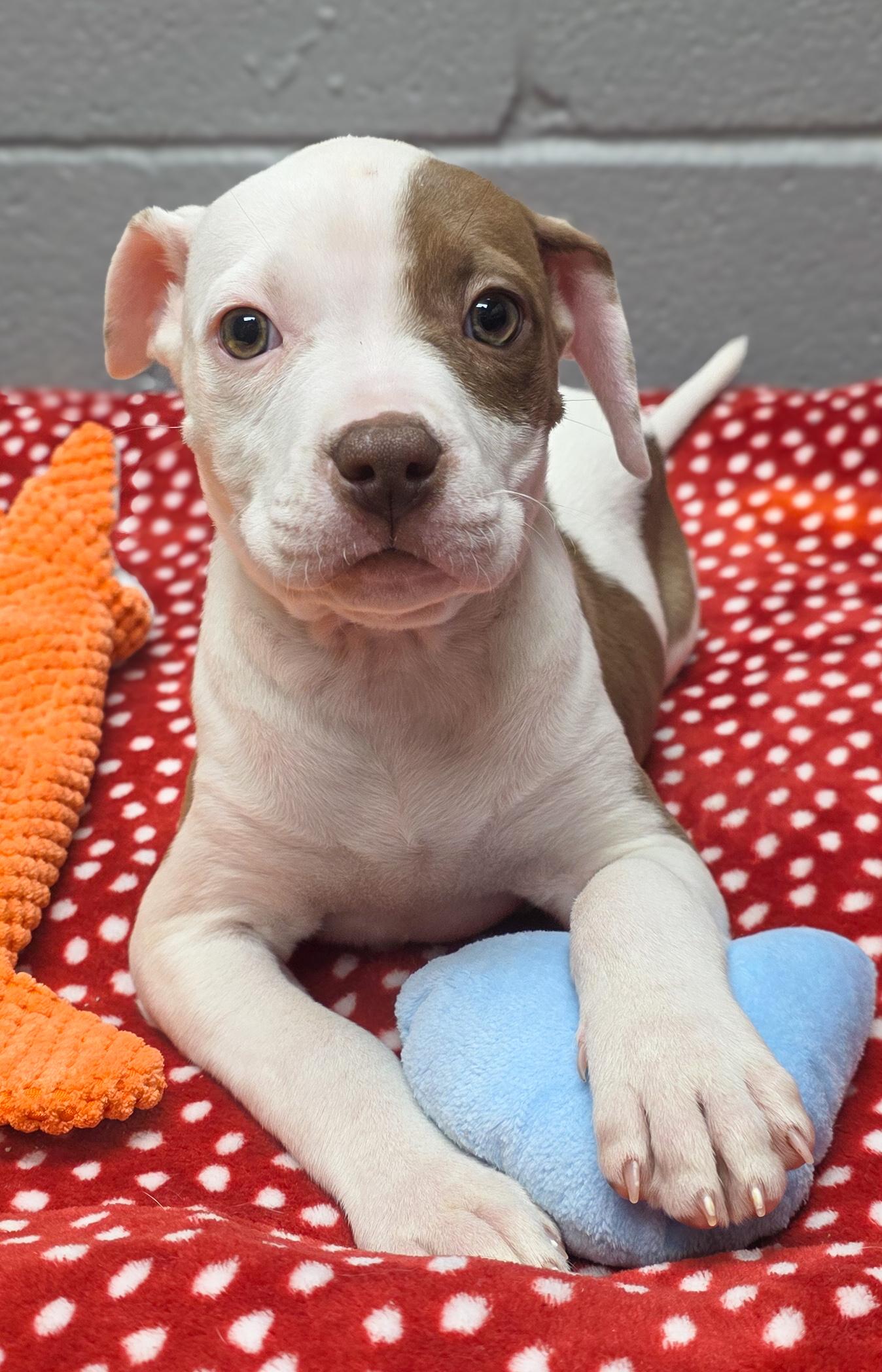 Enlarge Fawn, an adopted mixed breed in Brattleboro, VT image 3/3