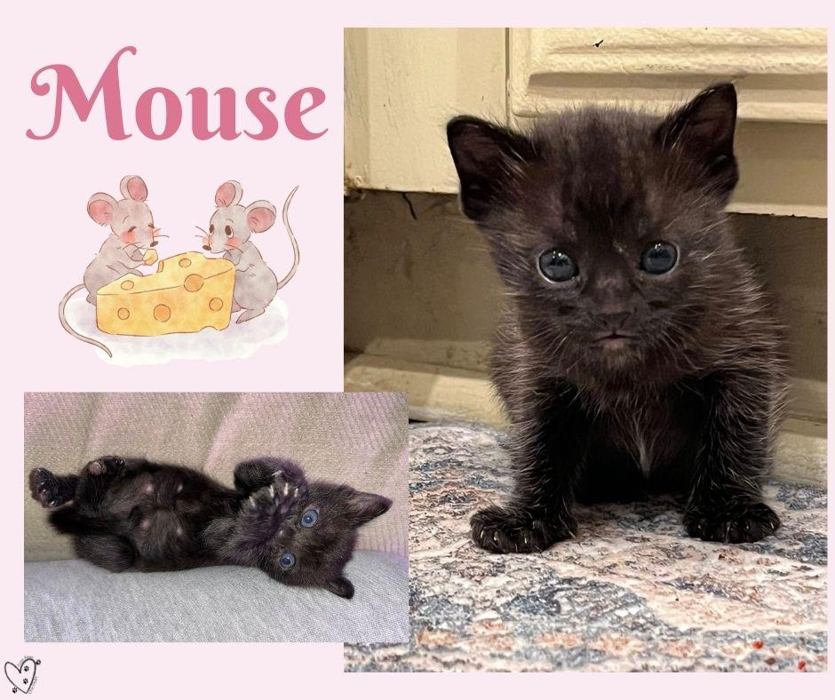 Mouse thumbnail 5