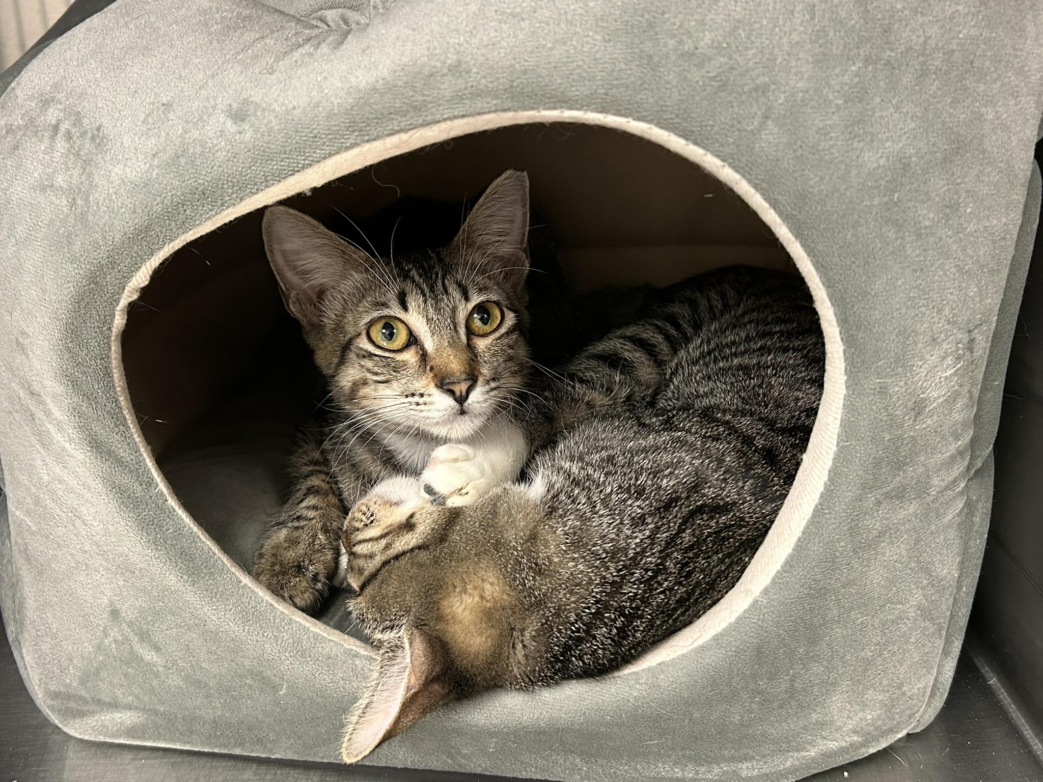 Enlarge Taki and Gil, a ADOPTABLE Domestic Short Hair in Sudbury, MA image 2/2