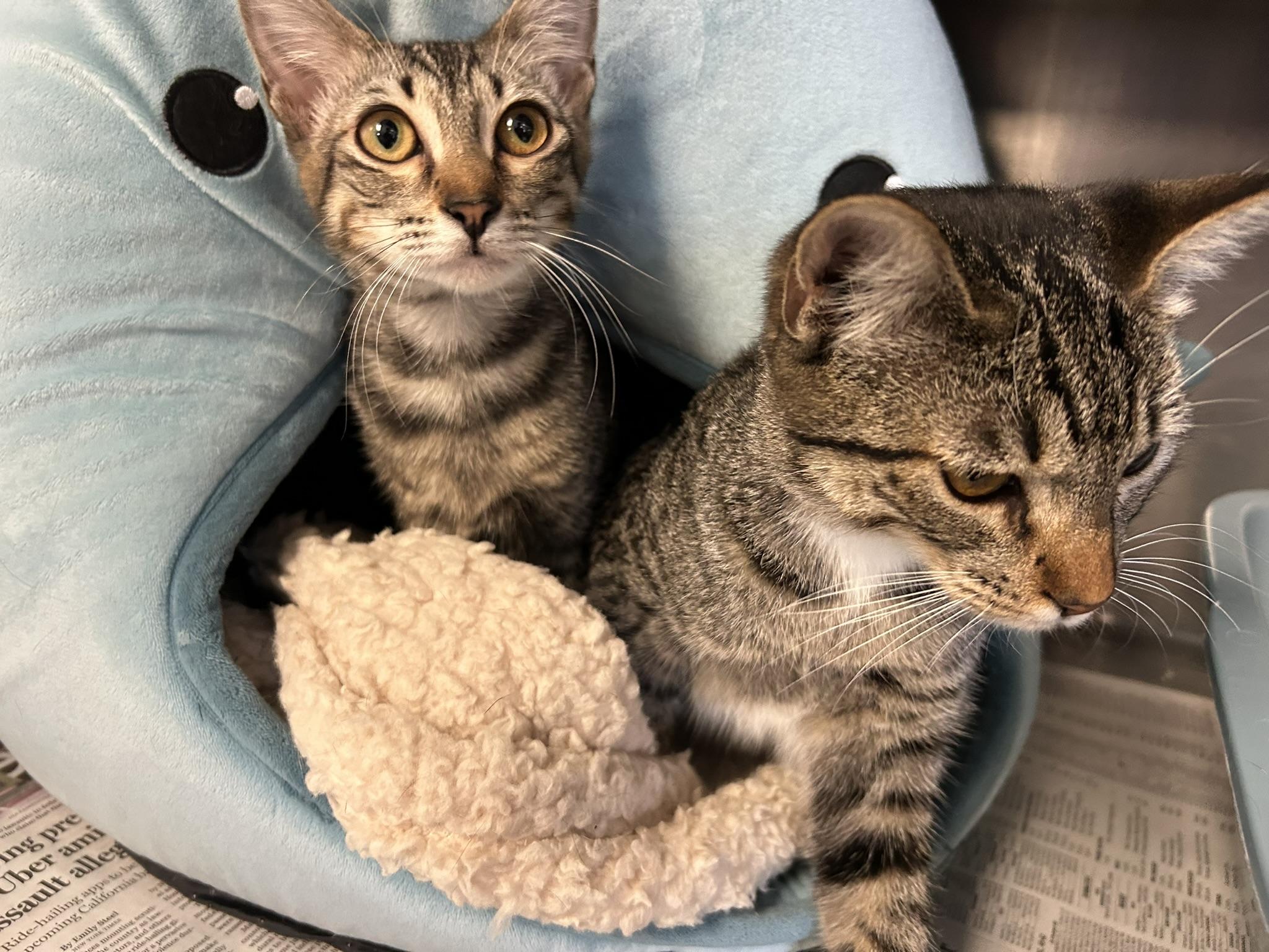 Enlarge Taki and Gil, a ADOPTABLE Domestic Short Hair in Sudbury, MA image 1/2