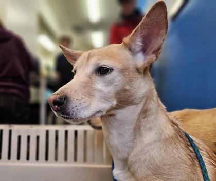 Hattie, Adoptable, Adult Female Shiba Inu & Mixed Breed.