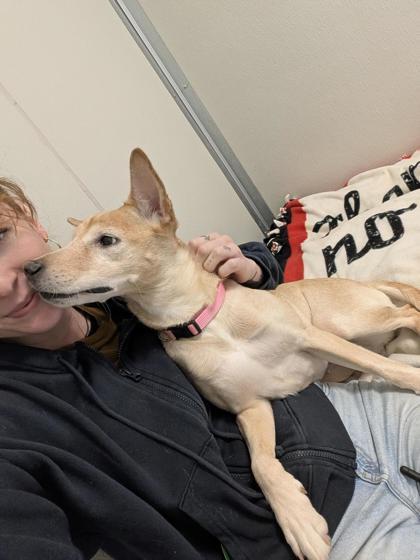 Enlarge Hattie, a Adoptable mixed breed in Sultan, WA image 2/3