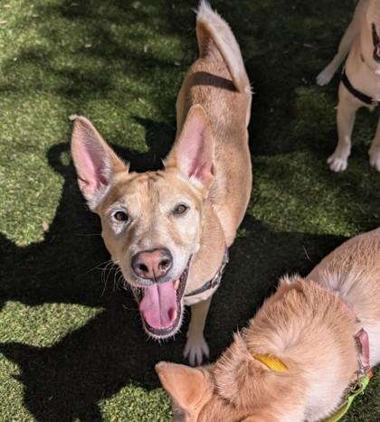 Enlarge Hattie, a Adoptable mixed breed in Sultan, WA image 3/3